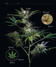 Load image into Gallery viewer, Green: A Field Guide to Marijuana
